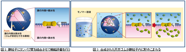 左：図2　膜粒子にたんぱく質を結合させて機能評価を行う　右：図3　合成された天然ゴムが膜粒子内に貯めこまれる