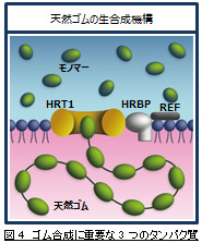 図4　ゴム合成に重要な3つのタンパク質
