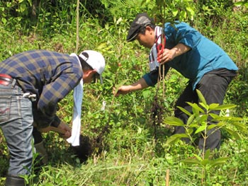 植樹の様子