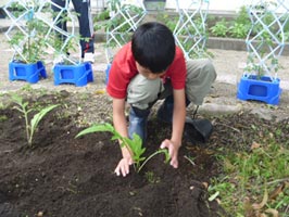 小学校での植栽の様子