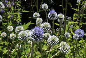 開花したヒゴタイの様子