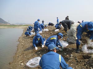 加古川河川敷への移植の様子