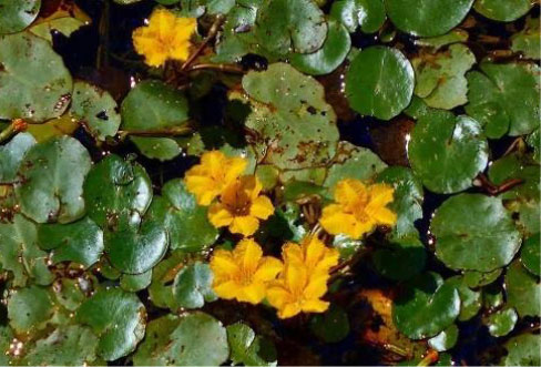 Yellow floating heart, a near-threatened species, inhabiting a reservoir on the factory grounds