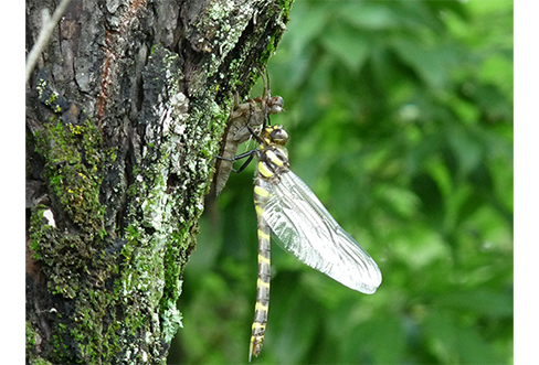 Golden-ringed dragonfly hatching (in the main building courtyard)