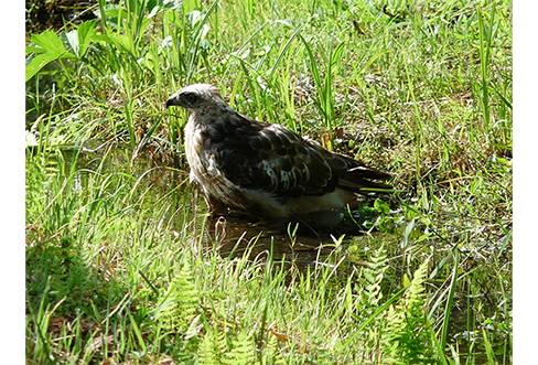 Kites Bathing (In the Main Building Courtyard Biotope)