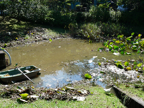Conservation Activities for the Habitat of the Near Threatened Asaza: After Lotus  (An Invasive Species) Removal Work