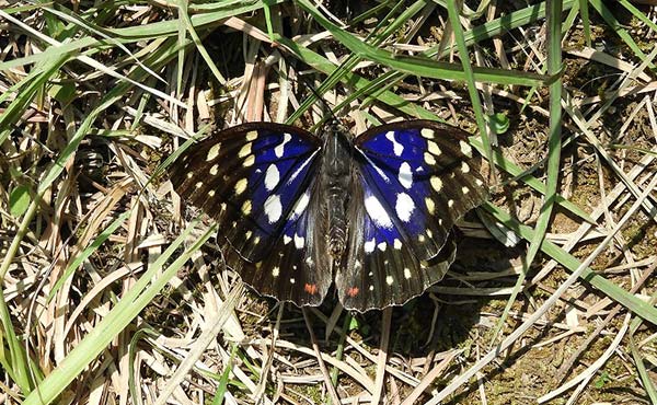 Okayama Tire Proving Ground The Sasakia charonda butterfly (Nymphalidae family) successfully emerged for the first time at the Tire Proving Ground in 2020 Designated by Okayama Prefecture
