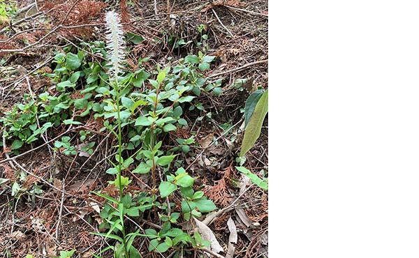 Nagoya Factory Chionographis japonica (Melanthiaceae family) Rare species