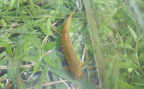 Ichijima Factory Lefua echigonia (Cobitidae family) Class I endangered species designated by Hyogo Prefecture