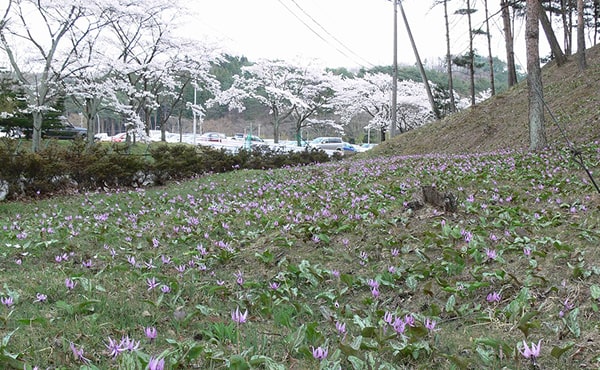 Erythronium japonicum at Shirakawa Factory Rare species (rarely found in colonies. Photo taken inside the factory.)