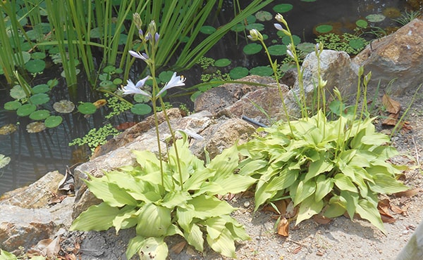 Hosta kiyosumiensis at Head Office Near-threatened species designated by Hyogo Prefecture
