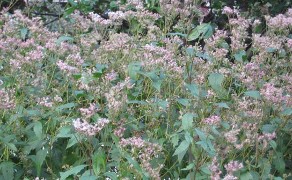 Fujibakama at Kakogawa Factory Class II endangered species designated by Hyogo Prefecture