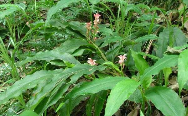 Izumiotsu Factory Alpinia japonica, Rare species