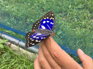 今月羽化したオスのオオムラサキ。美しい青紫色をしている