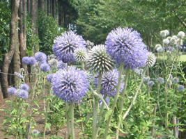 宮崎工場　瑠璃色の花「ヒゴタイ」(絶滅危惧種)