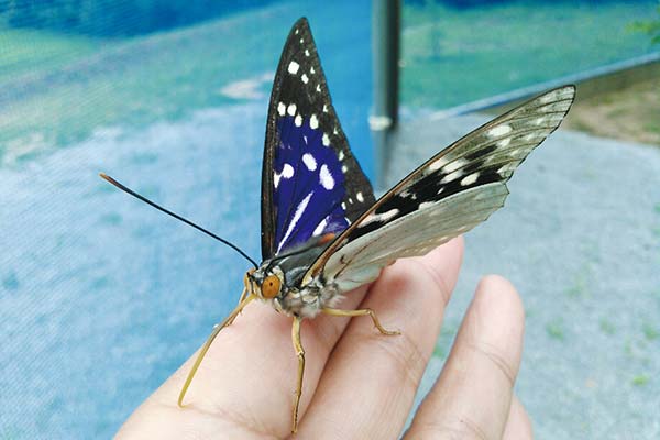 市島工場 オオムラサキ　タテハチョウ科 兵庫県 準絶滅危惧種
