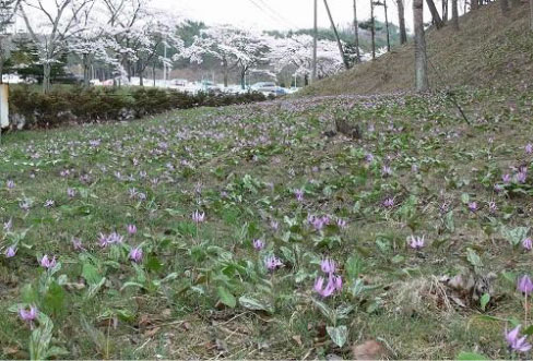 工場内のカタクリ群生地