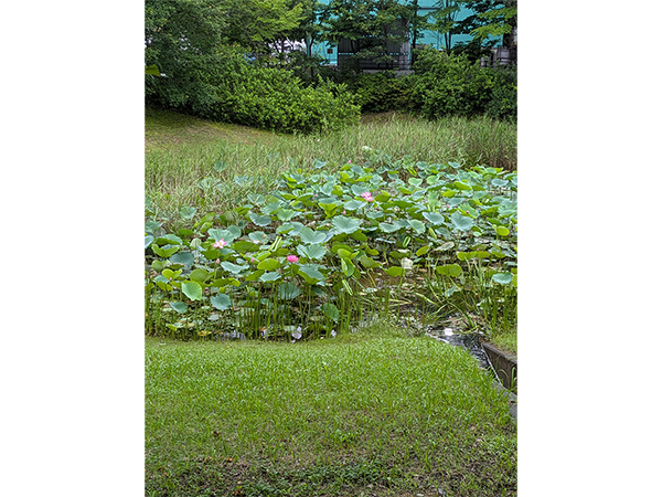 準絶滅危惧種のアサザの生息地の保全活動：蓮（外来種）の除去作業前