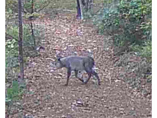 ニホンカモシカ（里山遊歩道にて）