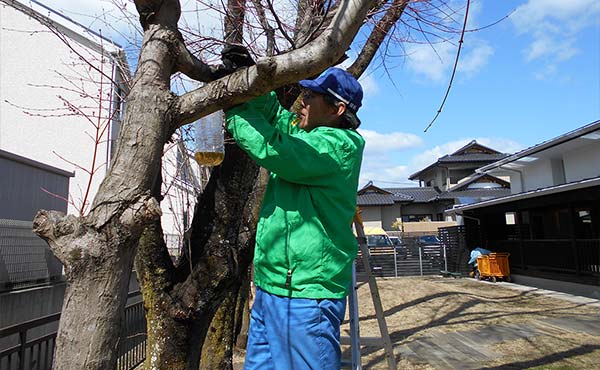Placing Wasp Traps at Neighborhood Kindergartens, etc. (Shirakawa Factory)