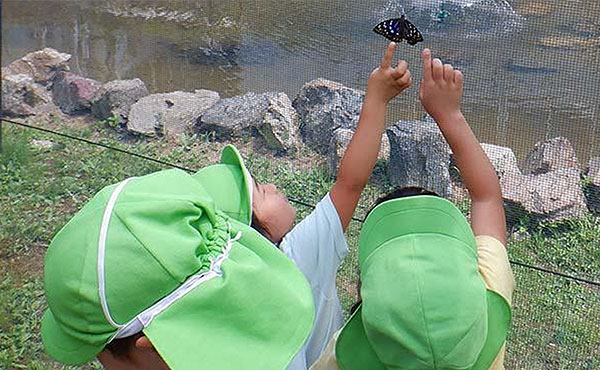 Kindergarteners observing Sasakia charonda on the Ichijima Factory’s premises