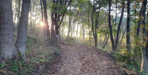 白河工場里山「GENKIの森」の様子