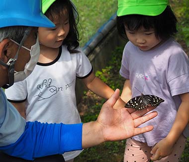 オオムラサキ見学会