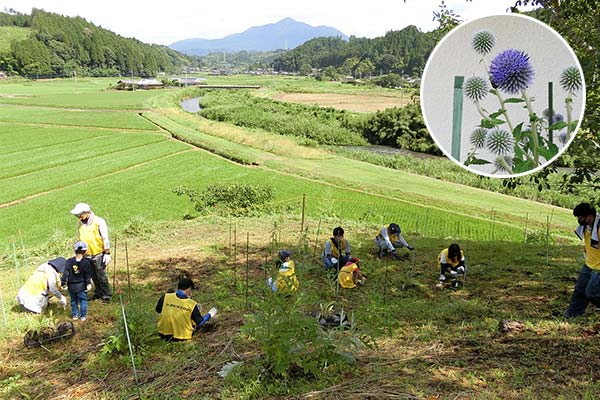 都城地域で自生していた絶滅危惧Ⅱ類(VU)であるヒゴタイを工場内で育て保護し、元の生息地域へ戻す「里帰り活動」を行っています。