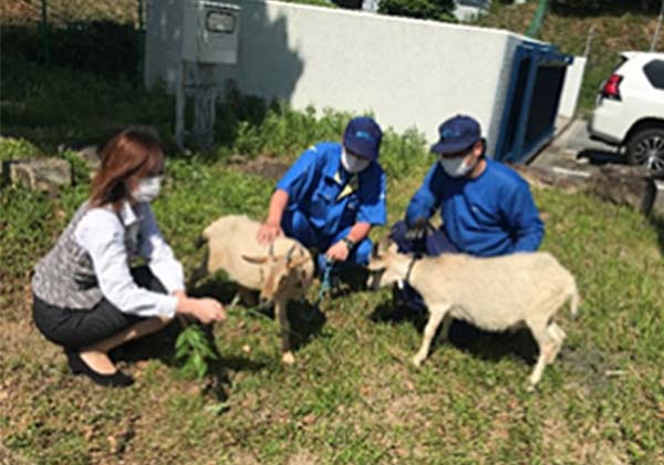 ヤギに除草を委託